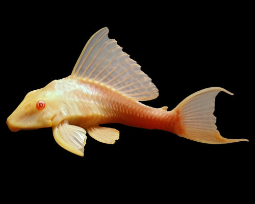 GOLDEN SUCKER FISH
