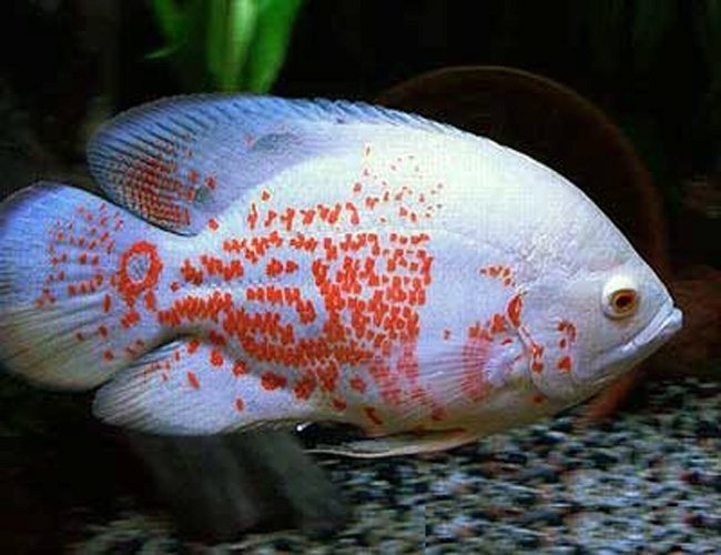 OSCAR FISH BIG