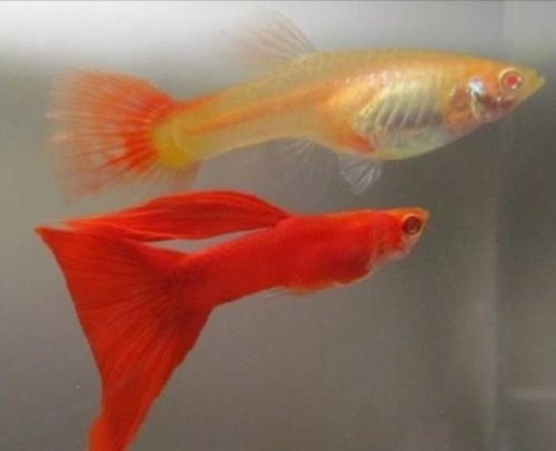 Full Red Guppy Pair