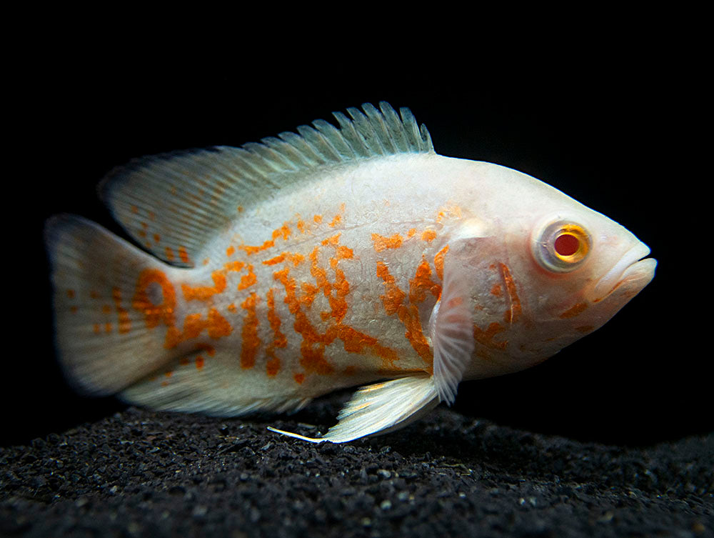 ALBINO OSCAR FISH