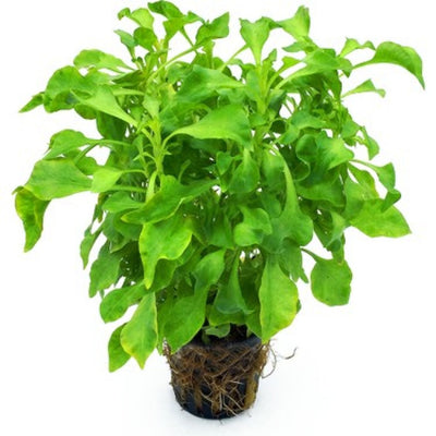 Alternanthera Bettzickiana Green Pot Plant