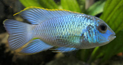 ELECTRIC BLUE ACARA FISH 8CM