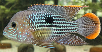 الرعب الأخضر 5.5-7 سم