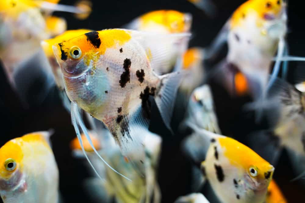 ANGEL FISH MIX