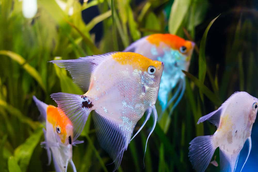 ANGEL FISH MIX