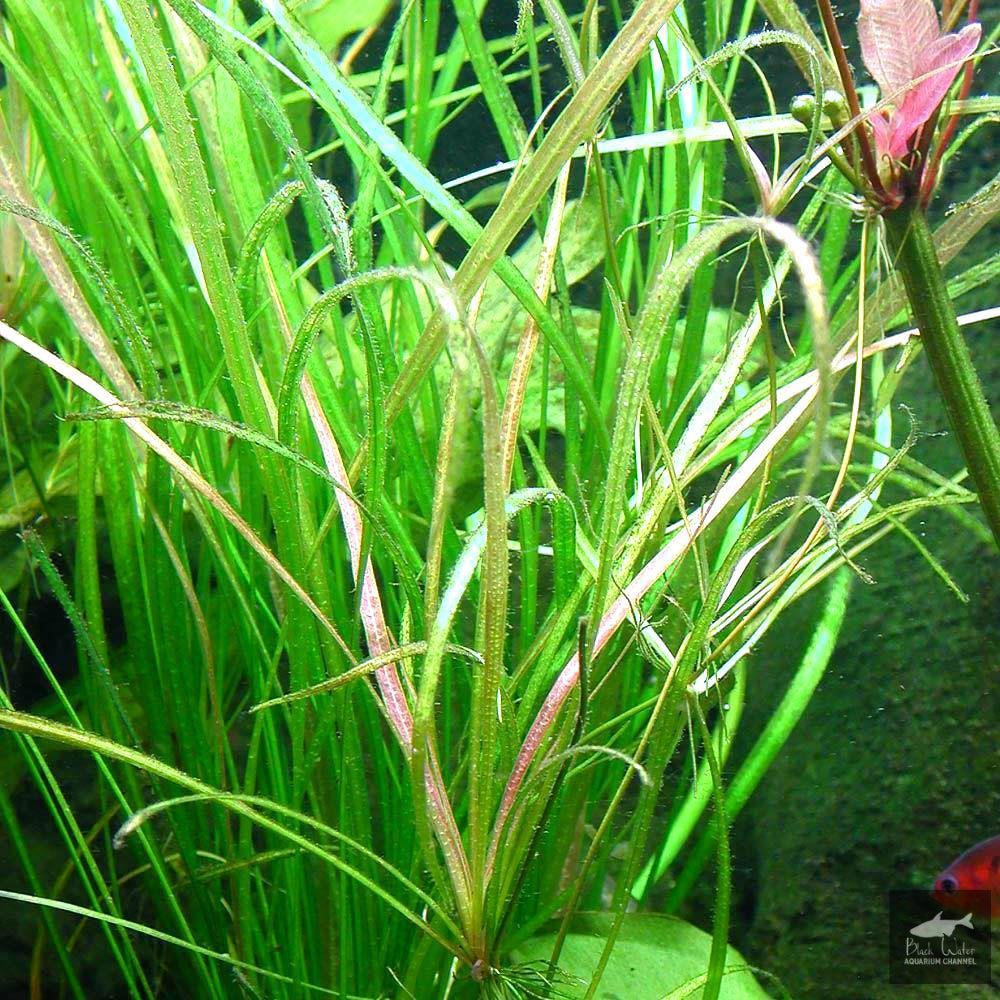 Echinodorus angustifolius