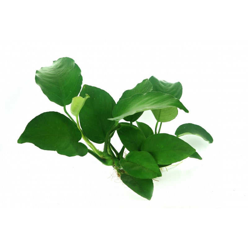Anubias Pot Plant