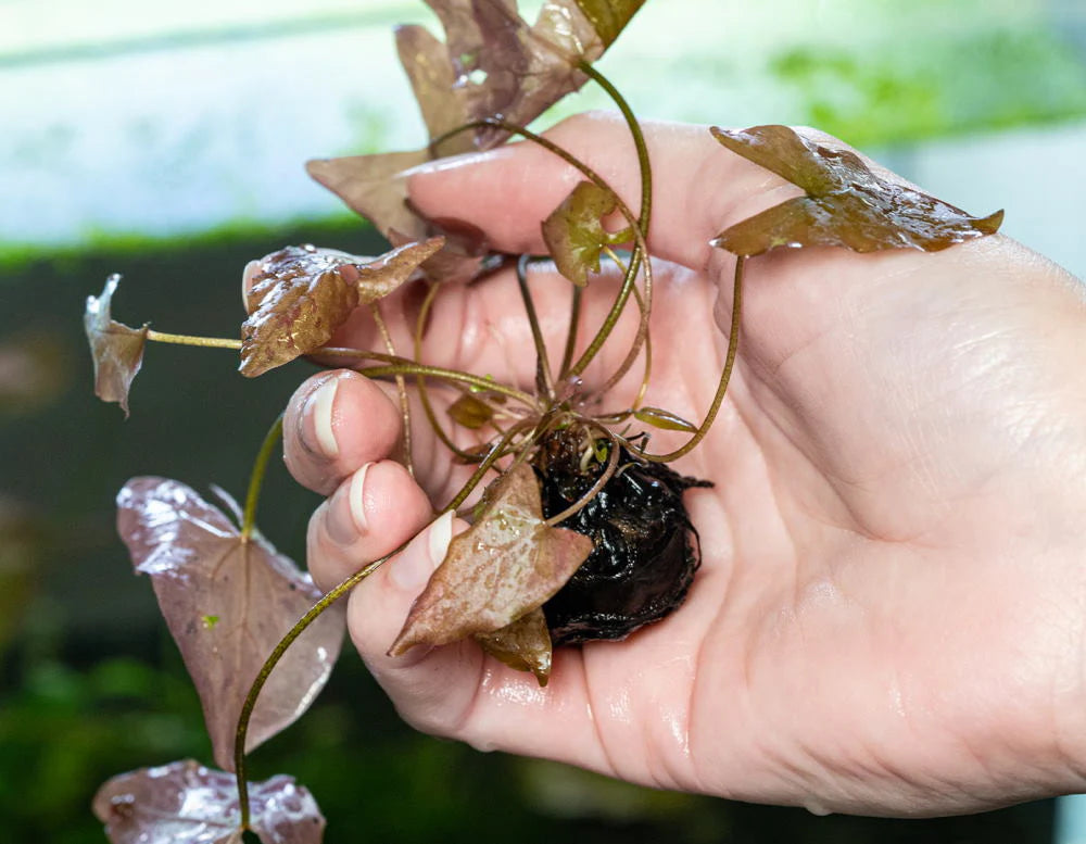 Nymphaea Lotus Aquarium Plants