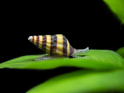 Assasin Snail