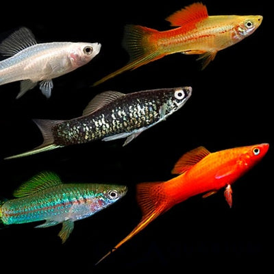 Swordtail Fish