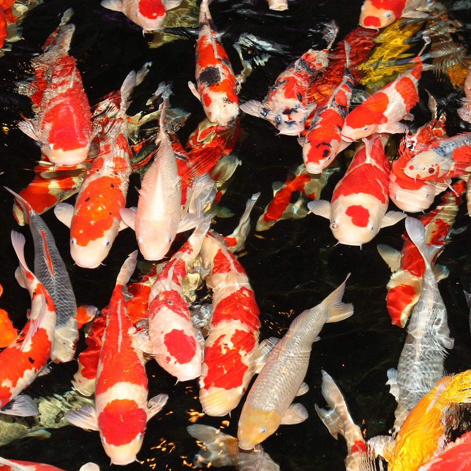 JBL PRO POND SHRIMP M SHRIMP 1.0KG
