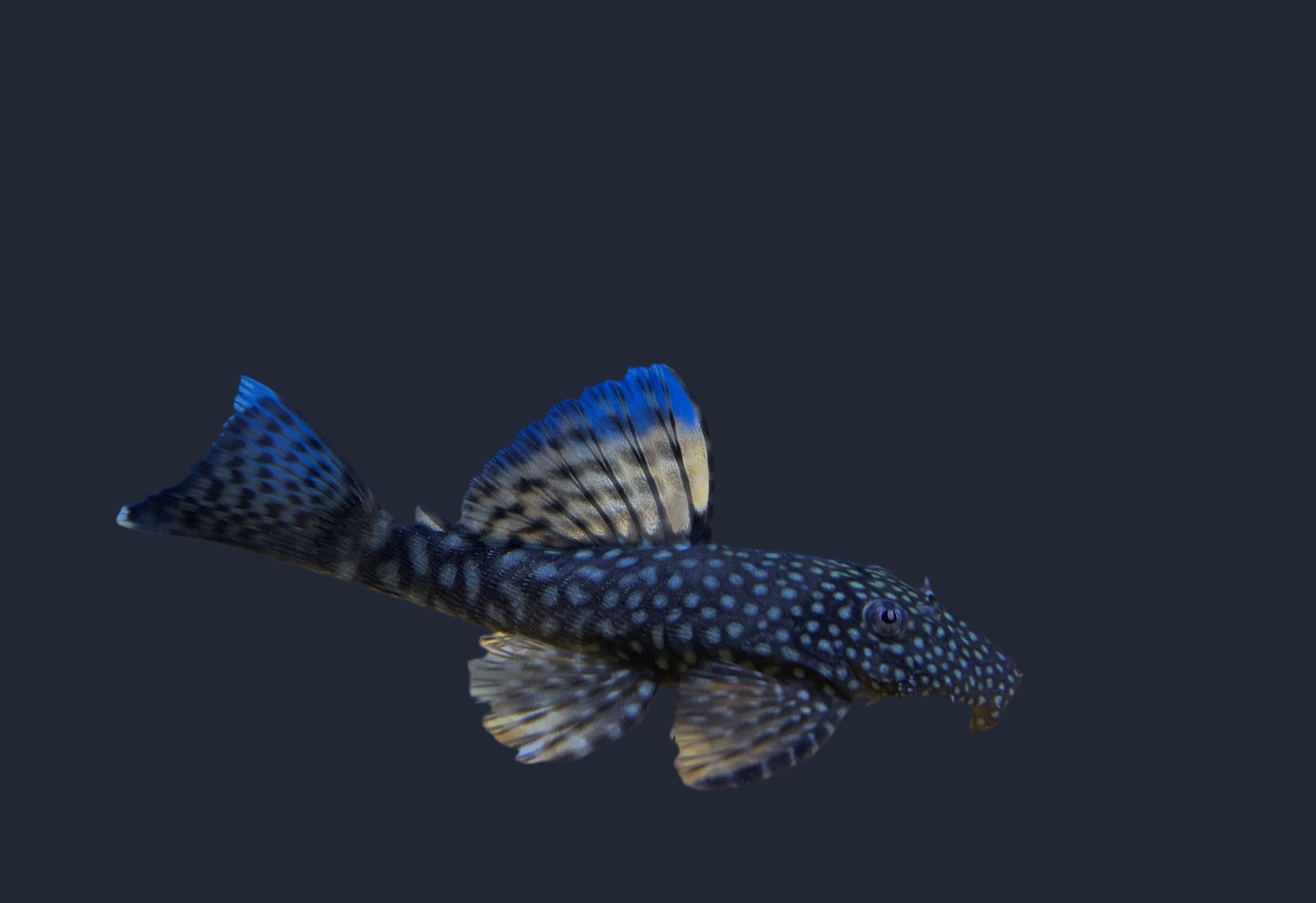 Albino Red Eye Bristlenose Pleco