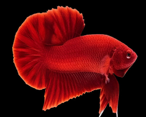 Red Roud Tail Betta