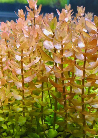 Bacopa caroliniana yellow flame