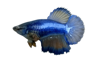 أنثى بيتا هاف مون