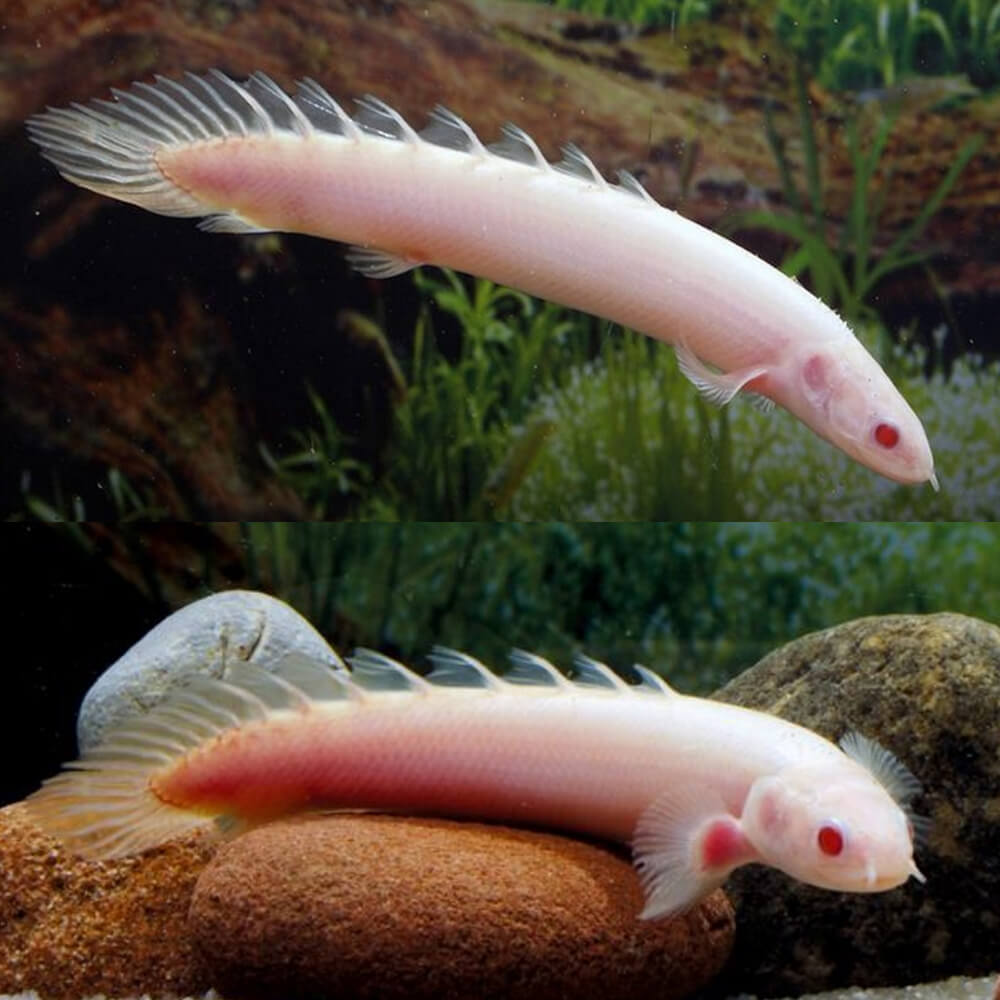 ALBINO BITCHER 10-13cm
