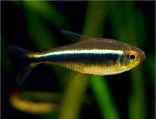 BLACK NEON TETRA 2CM