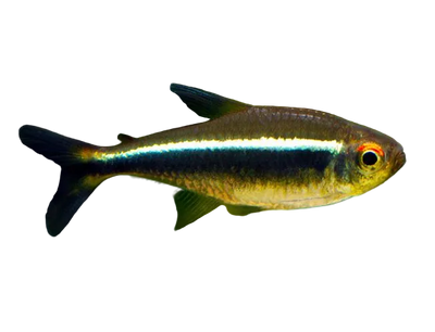 Black Neon Tetra 4PCS Combo Deal