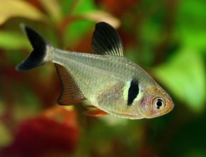 BLACK PHANTOM TETRA