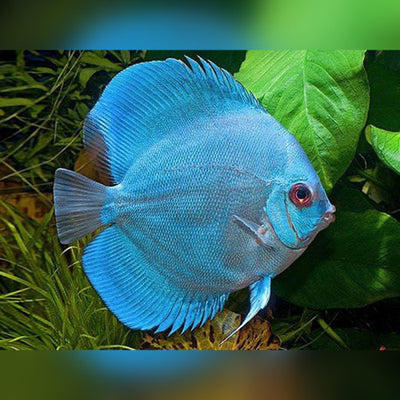 DISCUS MIX 2.5 - 3 CM