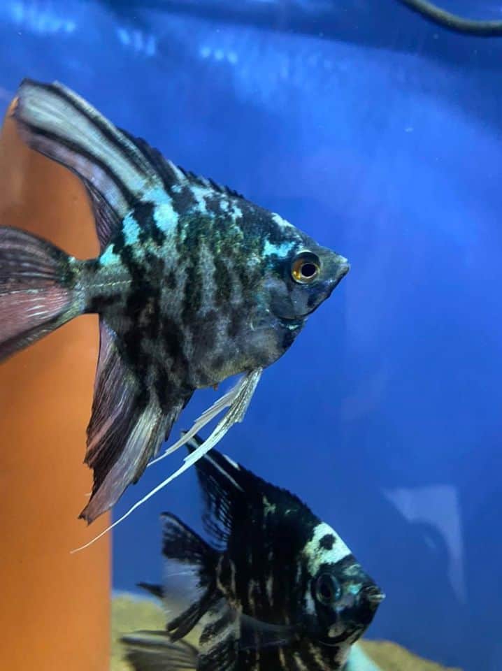 ANGEL FISH MIX