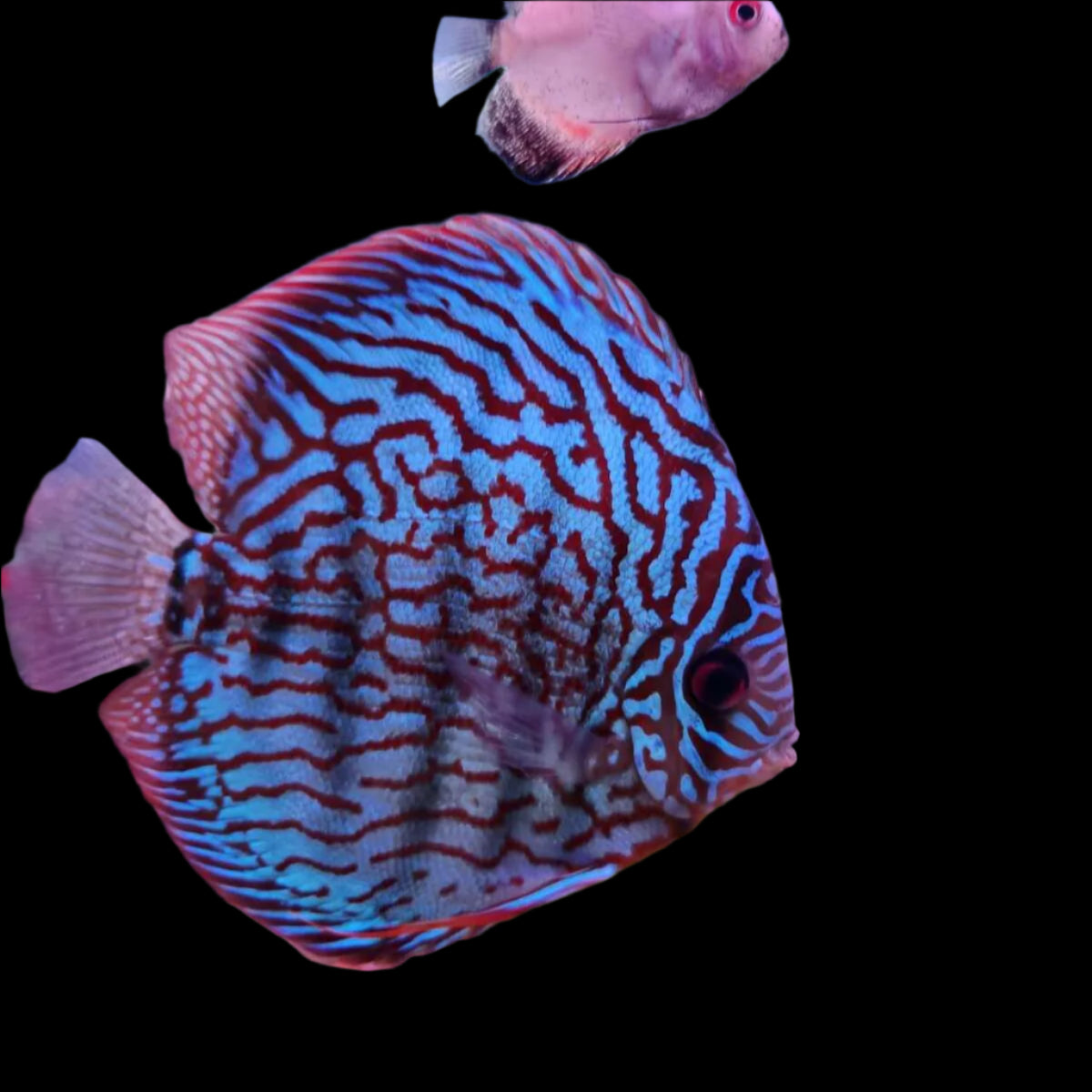 Discus Fish Mix 14cm