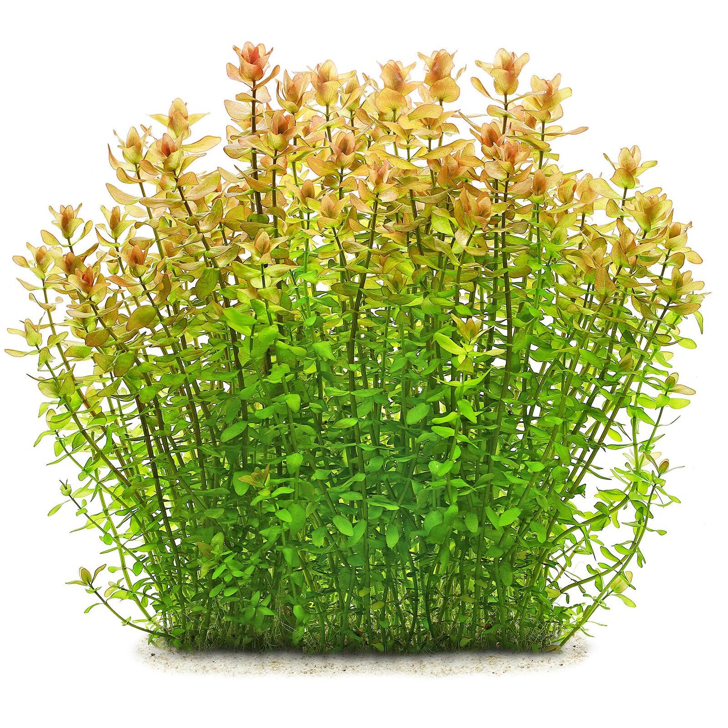 Bacopa Caroliniana Pot Plant