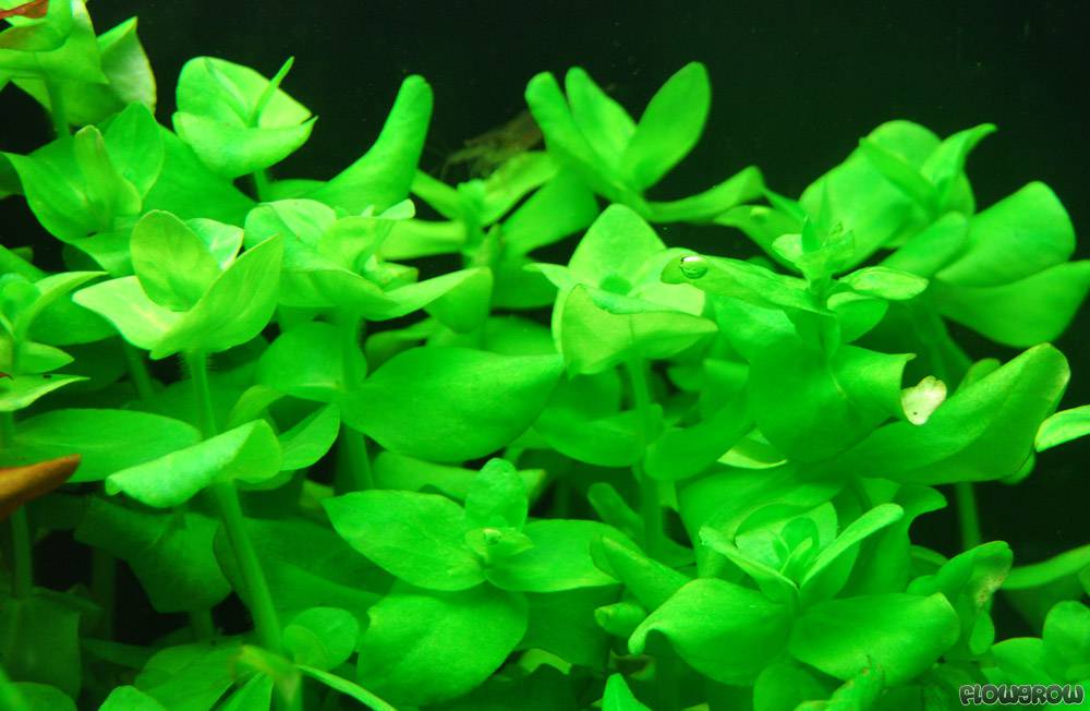 نبات باكوبا لانيجيرا فاريجاتا