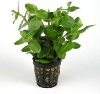 Bacopa Lanigera Variegata Pot Plant