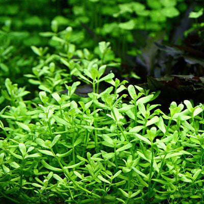 Bacopa Monnieri Scalped Edge Leaf Pot Plant