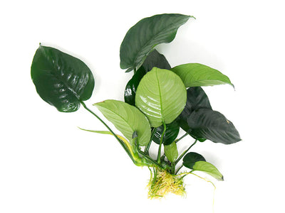 Anubias barteri XL
