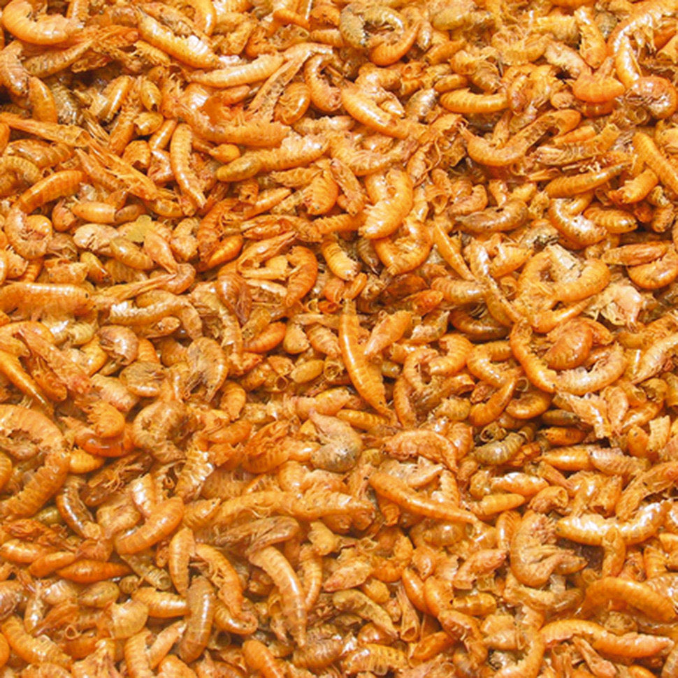 جي بي ال جاماروس للسلاحف