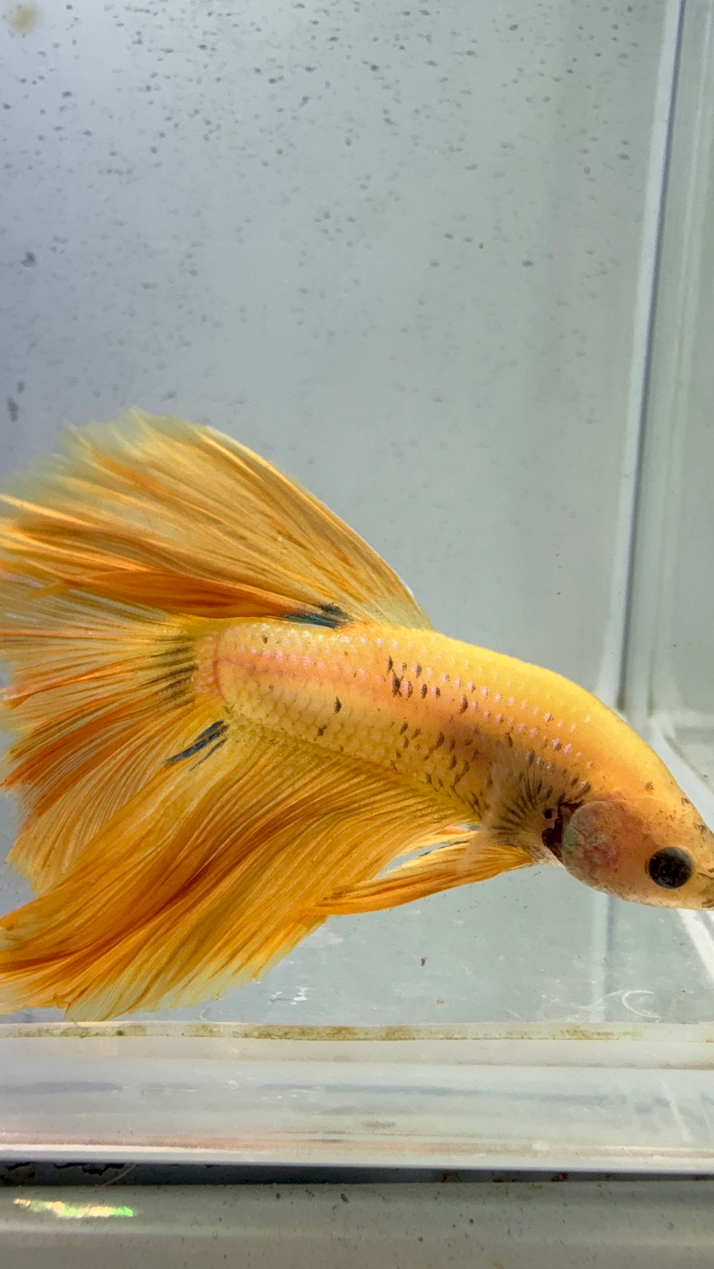 HALFMOON YELLOW DRAGON BETTA
