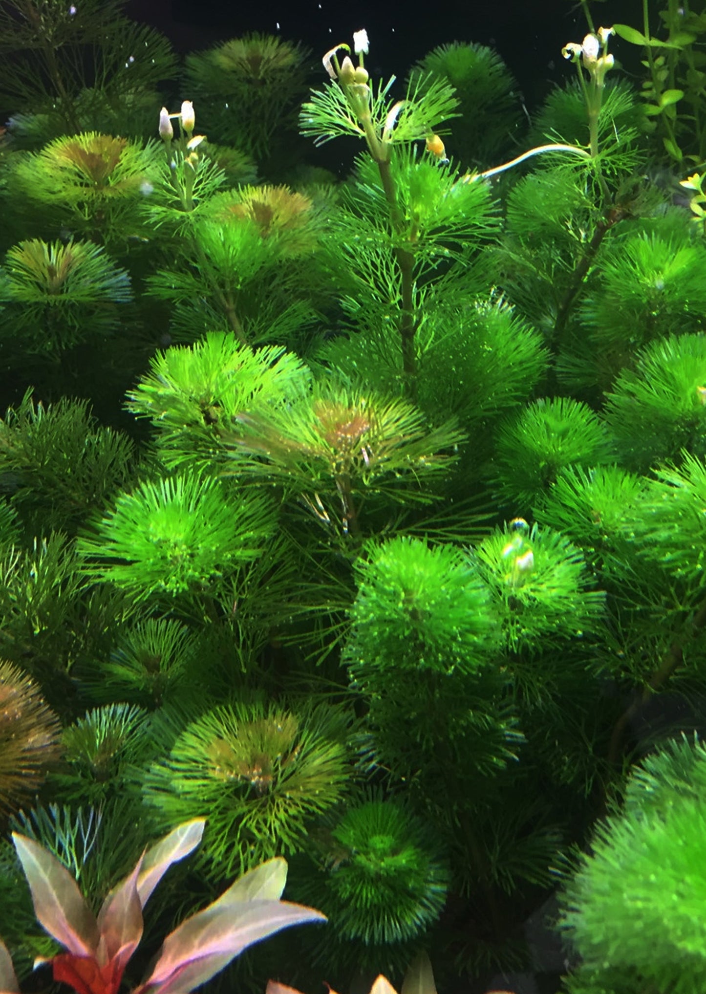 Cabomba caroliniana Pot plants