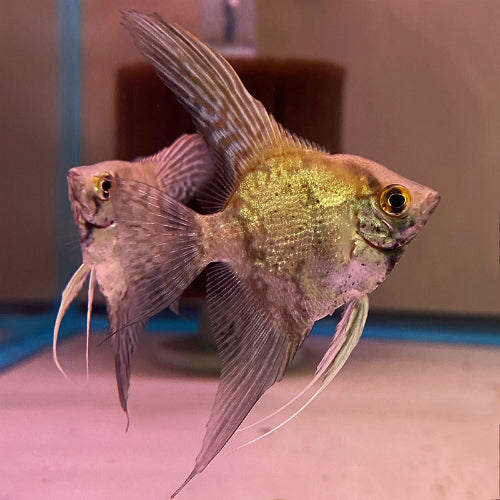 GREENFIN ANGEL FISH 5cm