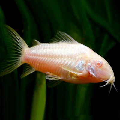 Albino Corydoras 3PCS Combo Deal