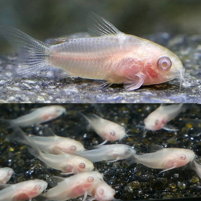 Albino Pygmy Corydoras