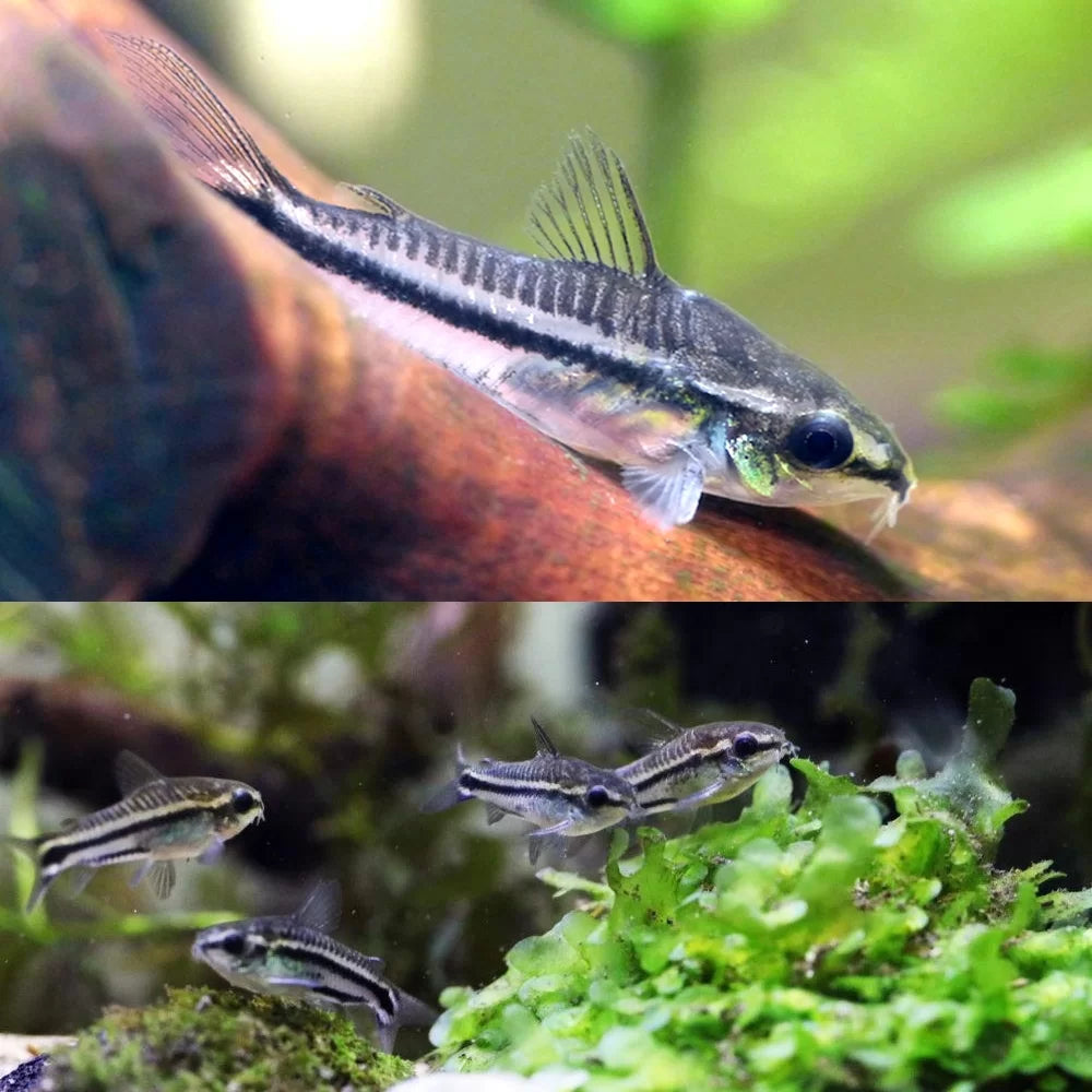 Pygmy Corydoras 3PCS Combo Deal