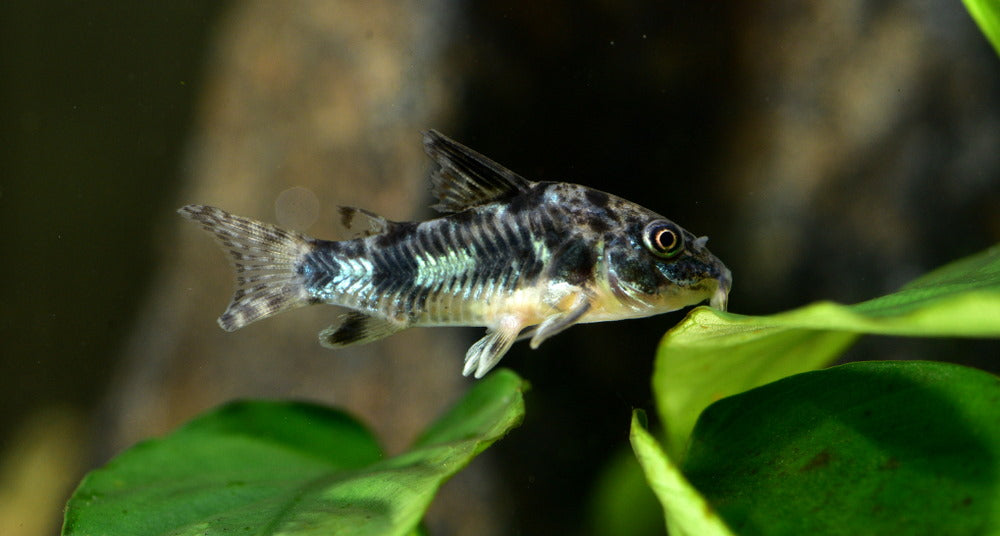Pepper Corydoras 3PCS Combo Deal