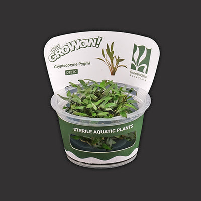 Cryptocoryne Pygmi