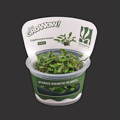 Cryptocoryne lucens