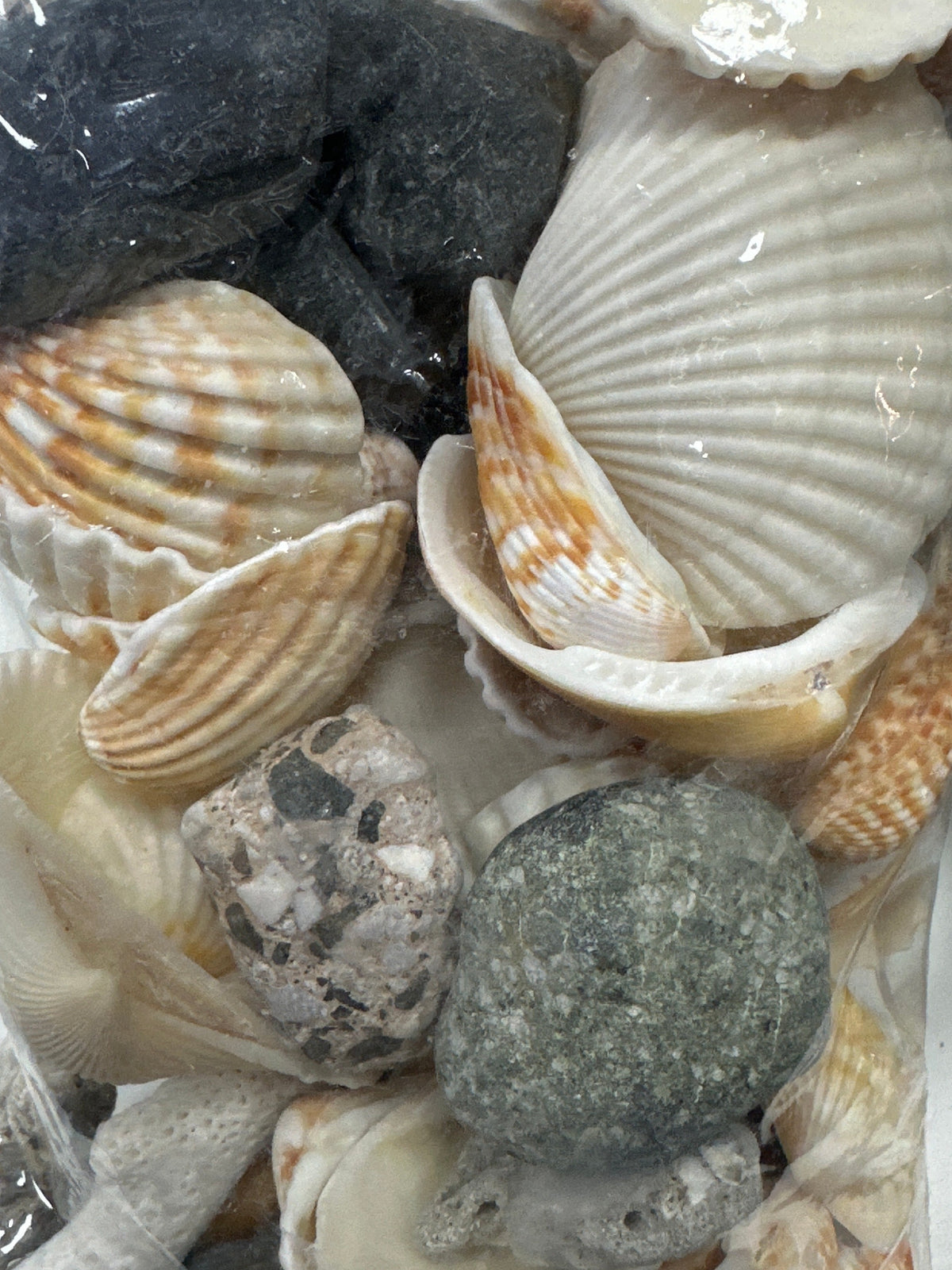 Natural Seashell & Pebble Decoration Mix