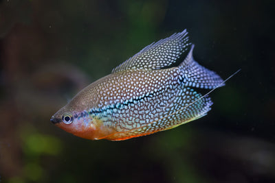 Gourami Mix, 6 cm