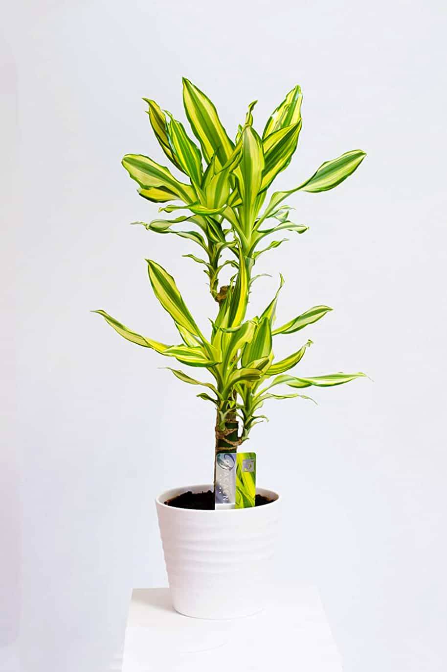 Dracena Yellow Coast Plant
