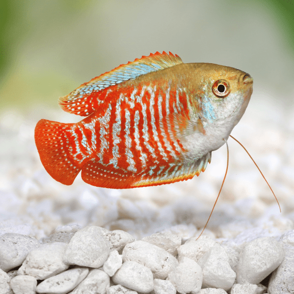 DWARF GOURAMI MIX 4-5cm