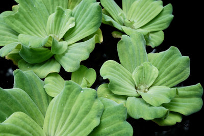 Water Lettuce Floating Plant