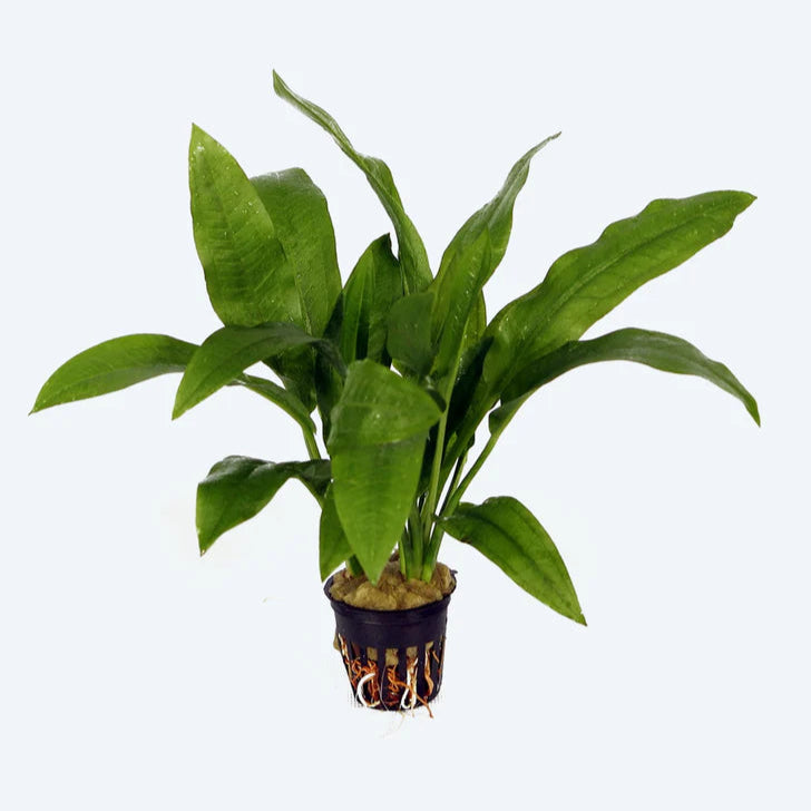 Echinodorus Amazonicus Pot Plant