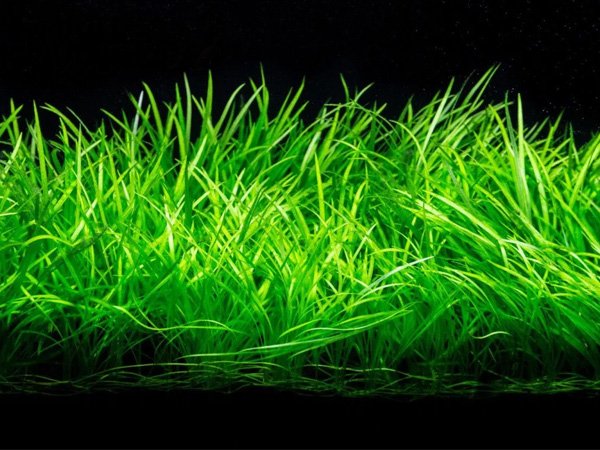 HELANTHIUM TENELLUM GREEN TISSUE CULTURE CUP PLANT
