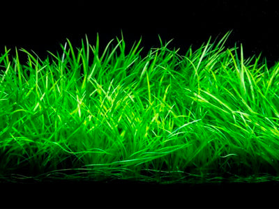 HELANTHIUM TENELLUM GREEN TISSUE CULTURE CUP PLANT