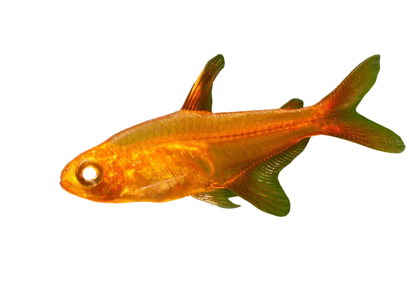Ember Tetra 4PCS Combo Deal